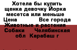 Хотела бы купить щенка девочку Йорка 2 месетса или меньше › Цена ­ 5 000 - Все города Животные и растения » Собаки   . Челябинская обл.,Карабаш г.